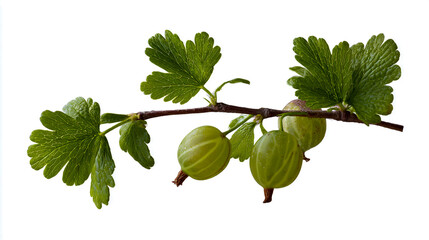 A few green gooseberry leaves and three small gooseberries on the branch, isolated on a white background. Detailed photograph