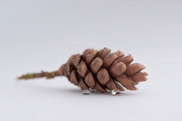 closeup of pine cone on clean white background adorned with droplets of water that enhance its natural texture and