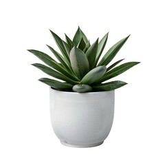 Green Succulent Plant in White Ceramic Pot Isolated