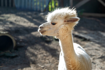 Naklejka premium Closeup view of an alpaca standing outdoors on farmland, fluffy wool and calm face, warm natural daylight.