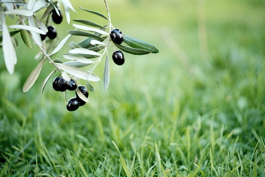 Ripe black olives on an olive branch