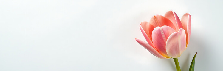 delicate tulip bloom vibrant petals meticulously taped stark white background illuminated soft diffused light top