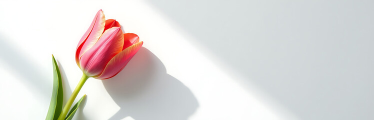 delicate tulip bloom vibrant petals meticulously taped stark white background illuminated soft diffused light top