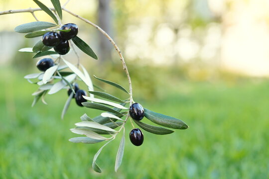 Ripe black olives on an olive branch