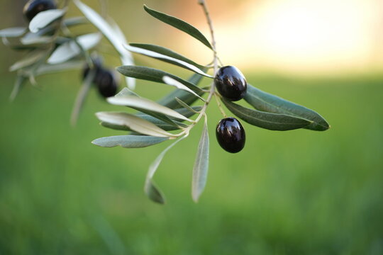 Ripe black olives on an olive branch