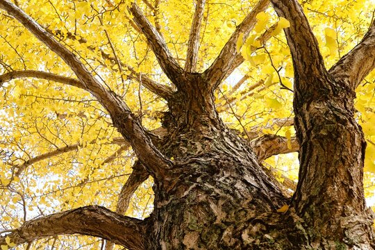A large ginkgo tree with yellow leaves - Powered by Adobe