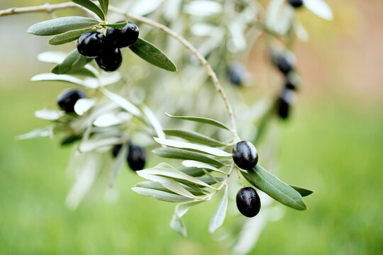 Ripe black olives on an olive branch