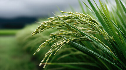 Obraz premium Rice plant with green paddy field, close up of rice grain, fresh and vibrant, water droplets, natural agriculture scene