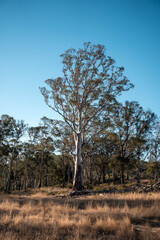Farming landscape of stud angus and wagyu bulls grazing, with beautiful cows and cattle grazing on pasture in spring on a farm, with a crop growing food behind with hills and trees in nature