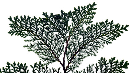 Fototapeta premium Silhouette of a Thuja Plant Against a White Background.