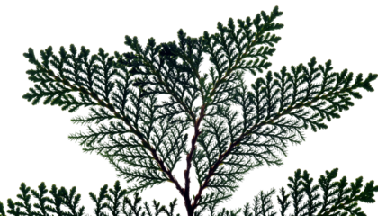 Silhouette of a Thuja Plant Against a White Background.