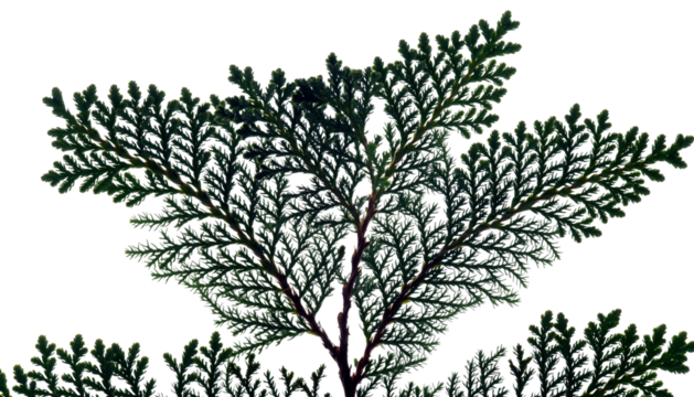 Silhouette of a Thuja Plant Against a White Background.