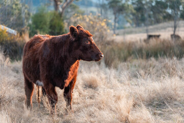 sustainable holistic livestock farm with cattle grass fed. cows in a field grazing on pasture