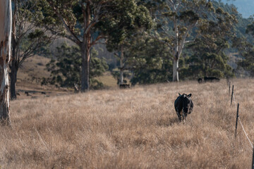 sustainable holistic livestock farm with cattle grass fed. cows in a field grazing on pasture