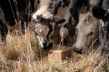 mineral cows with mineral blocks for cattle, cow lick block on a farm in australia