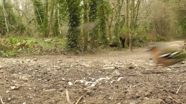 Curious nuthatch pecking at seeds on forest floor near path, another bird approaches.
