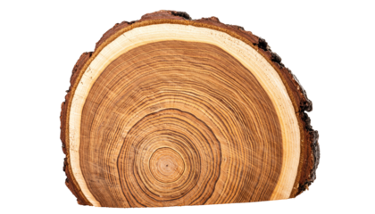 CrossSection of a Tree Trunk Showing Growth Rings and Bark.