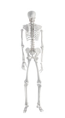 Artificial human skeleton model on white background, back view
