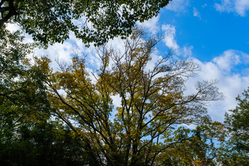 Obraz premium 散歩の途中で見つけた秋の風景