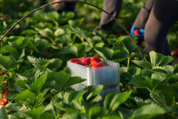 Des fraises directement ceuillies chez le producteur dans le Sud de la France en Occitanie