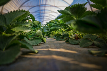 Des fraises directement ceuillies chez le producteur dans le Sud de la France en Occitanie