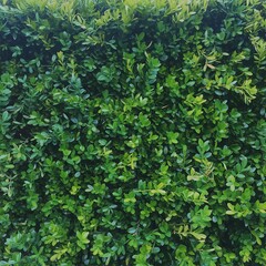 Lush green hedge foliage close-up natural organic vibrant texture