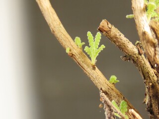 Closeup of little lavender shoots in the brown wood after pruning. Pruned lavender plant with new leaves. Shoots of lavender on the woody branches.