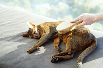 Teenager grooming his cat with care at home