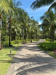Obraz premium Pedestrian Pathway Surrounded by Palm Trees and Lush Tropical Vegetation on a Resort Property on Phu Quoc Island, Vietnam. 