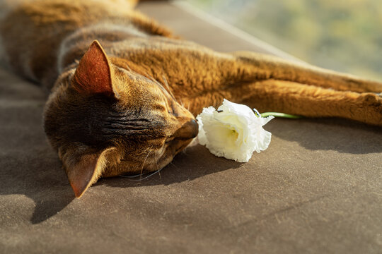 Abyssinian cat relaxing with a white flower at home