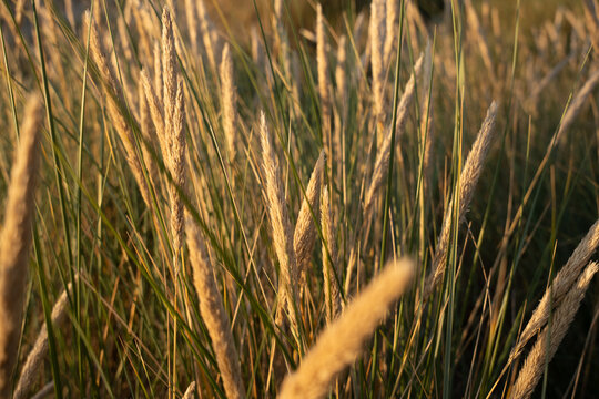 Golden wild grass swaying gently in Danish sunlight