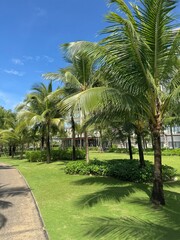 Fototapeta premium Pedestrian Pathway Surrounded by Palm Trees and Lush Tropical Vegetation on a Resort Property on Phu Quoc Island, Vietnam. 
