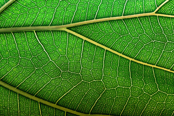 abstract texture leaf, natural structure of leaves, eco background