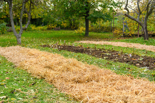 Autumn garden with freshly mulched flower beds covered in straw, showing seasonal plant care and sustainable gardening practices. Soil care.
