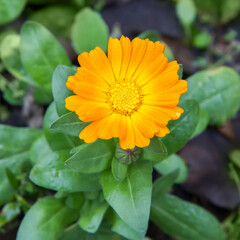 Close-up of a calendula flower in nature