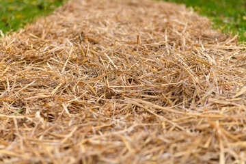 Freshly mulched flower bed covered in straw. Sustainable gardening practices, soil care, green living, grow your own concept.