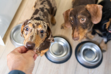 Adorable dachshunds awaiting treats beside metal bowls