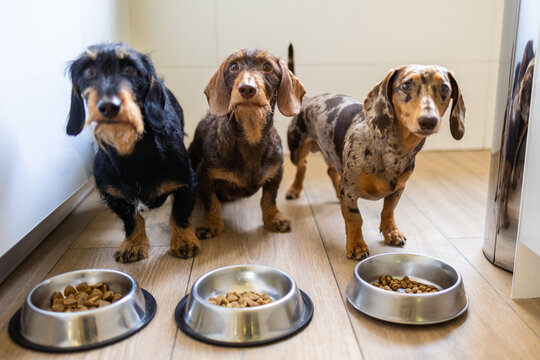Three dachshund dogs by food bowls on wooden floor