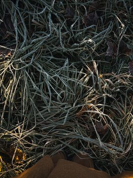 Frost-covered grass and leaves in early morning light