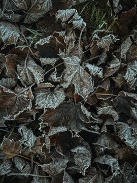 Frost-covered autumn leaves in a natural setting