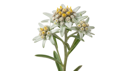Edelweiss Flowers Alpine Star with Fuzzy White Petals and Yellow Centers.