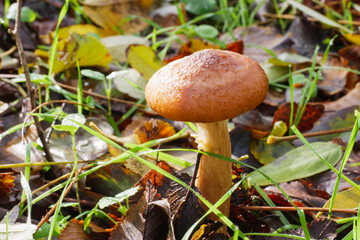 Armillaria gallica mushroom cap