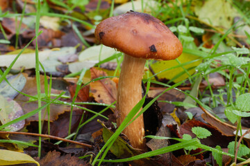 Armillaria gallica mushroom cap