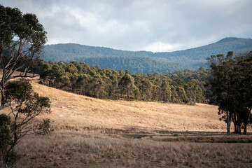 mineral cows with mineral blocks for cattle, cow lick block on a farm in australia
