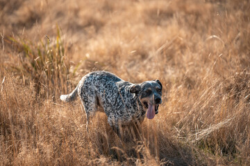 farm dog kelpie working on a farm in australia running through long grass
