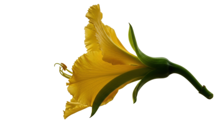 Elegant Yellow Flower with Detailed Petals and Green Stem Isolated.