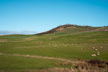 Fototapeta premium Merino sheep, grazing and eating grass under a pivot irrigation in tasmania australia in spring