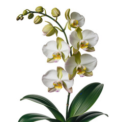 Obraz premium Beautiful phalaenopsis orchid with white and green flowers isolated on transparent background