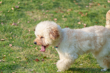 White curly-haired dog on the grass