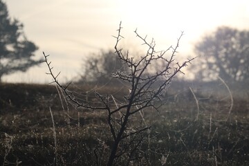 Spiderwebs on a Thorn bush